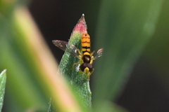 Sphaerophoria pyrrhina