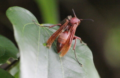Polistes strigosus