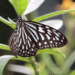 Ideopsis vulgaris