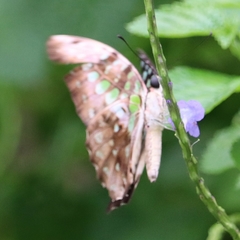 Ideopsis vulgaris