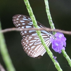 Ideopsis vulgaris