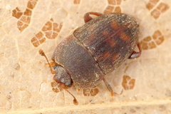 Stelidota octomaculata