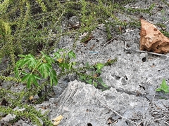Pholidoscelis lineolatus