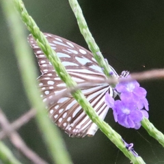 Ideopsis vulgaris