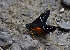 Melanopyge