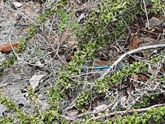 Pholidoscelis lineolatus