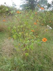 Tithonia rotundifolia