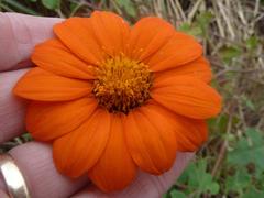 Tithonia rotundifolia