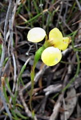 Diuris concinna