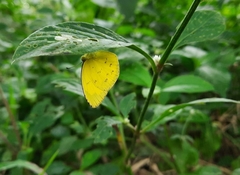 Eurema hecabe
