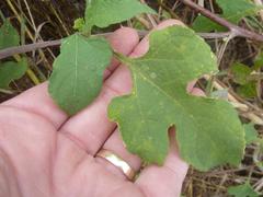 Tithonia rotundifolia