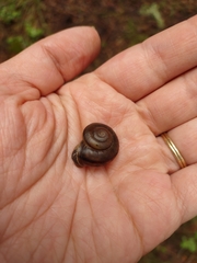 Sonorella allynsmithi