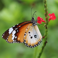Danaus chrysippus
