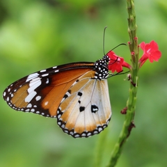 Danaus chrysippus