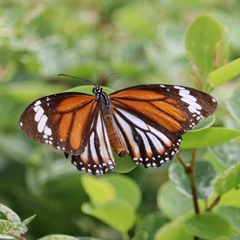 Danaus chrysippus