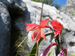 Gladiolus priorii
