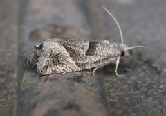Pelochrista corosana