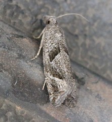 Pelochrista corosana
