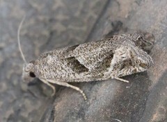 Pelochrista corosana