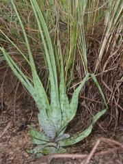 Ledebouria inquinata
