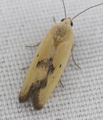 Ponometia tortricina