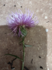 Cirsium wheeleri