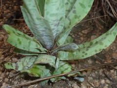 Ledebouria inquinata