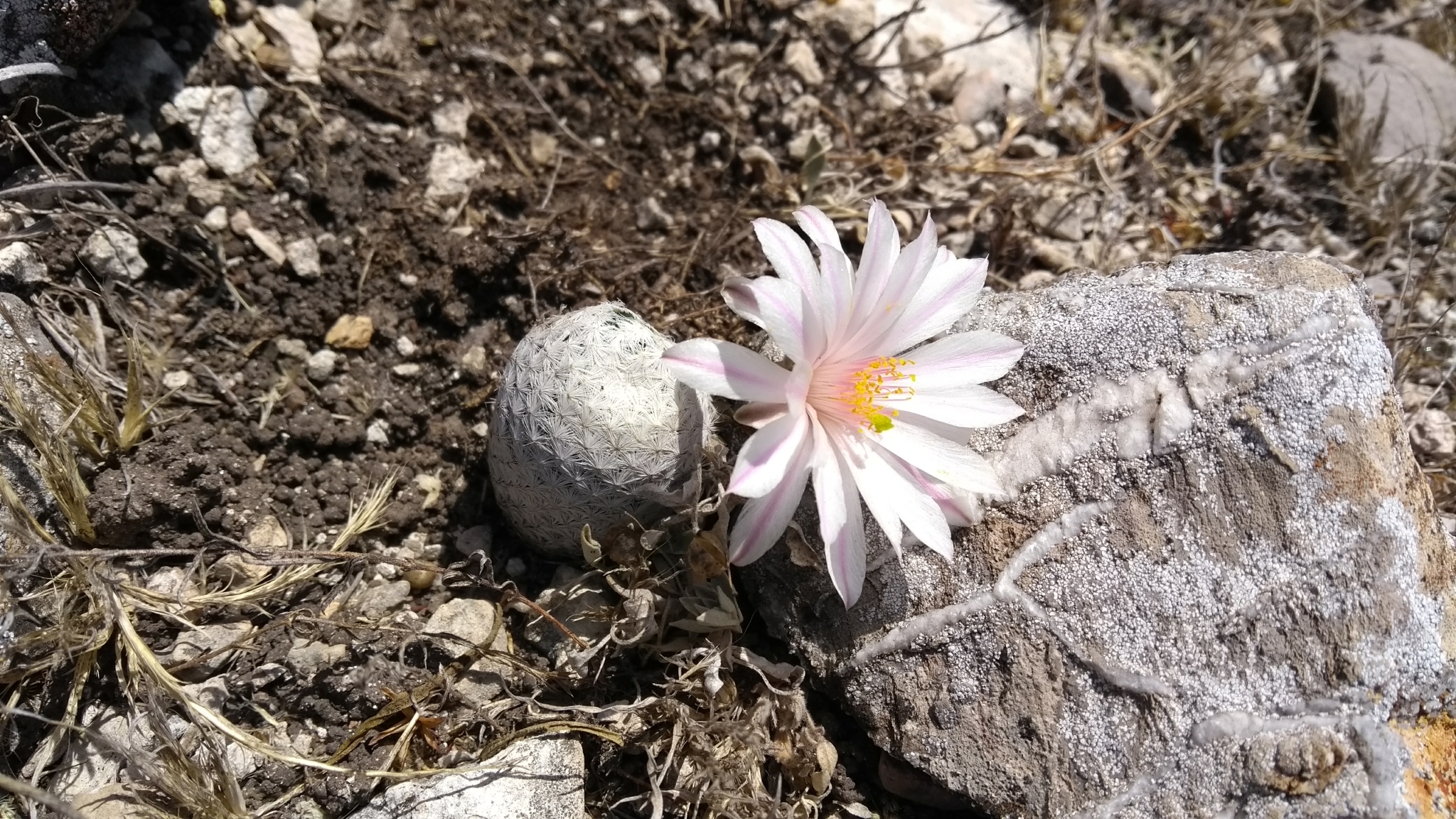 Mammillaria albiflora  iNaturalist
