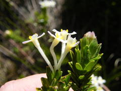 Gnidia tomentosa