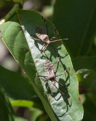 Leptoglossus clypealis
