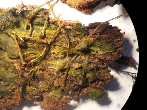 Megaceros denticulatus