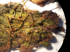 Megaceros denticulatus