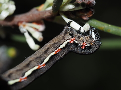 Chlenias stenosticha