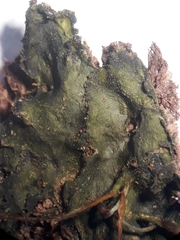 Megaceros denticulatus