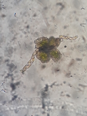 Megaceros denticulatus