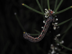 Chlenias stenosticha