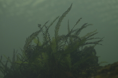 Blechnum francii
