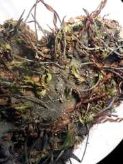 Phaeomegaceros hirticalyx