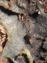 Phaeomegaceros hirticalyx