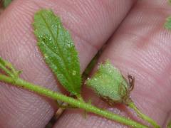 Hermannia boraginiflora