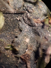 Phaeomegaceros hirticalyx