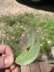 Doratifera oxleyi
