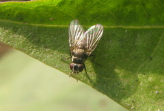 Limnophora