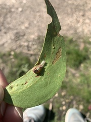 Doratifera oxleyi