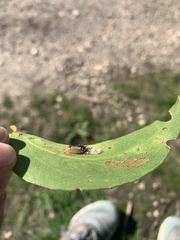 Doratifera oxleyi