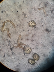 Phaeomegaceros hirticalyx
