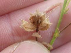 Hermannia boraginiflora