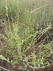 Hermannia boraginiflora