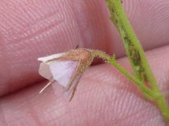 Hermannia boraginiflora