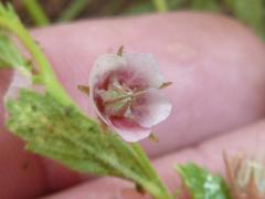 Hermannia boraginiflora